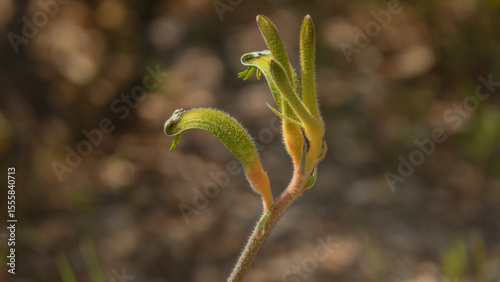 A close-up of an exotic and beautiful green flower from an Australian plant commonly called a 'Kangaroo Paw'.