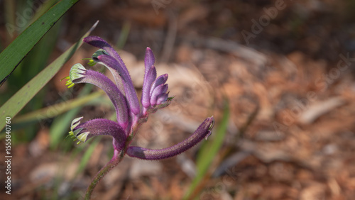 A close-up of an exotic and beautiful purple flower from an Australian plant commonly called a 'Kangaroo Paw'.