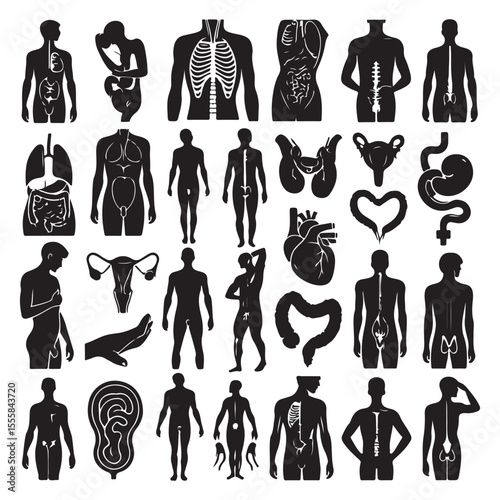 Human Anatomy Organ Systems Silhouette Collection