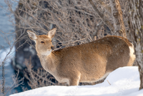 Wallpaper Mural 冬の北海道　知床原生林で暮らすエゾシカの雌 Torontodigital.ca