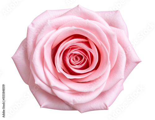 Pink Rose Top View Showing Layered Petals Spiral, isolated on transparent background