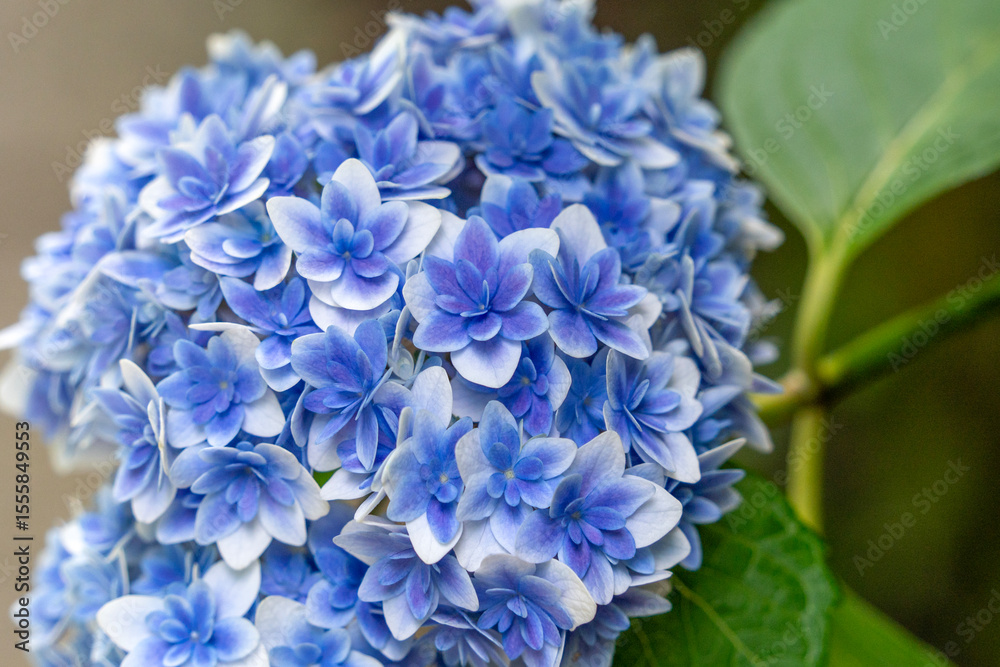 Fototapeta premium 新緑の鎌倉 あじさい寺で見つけた青い紫陽花