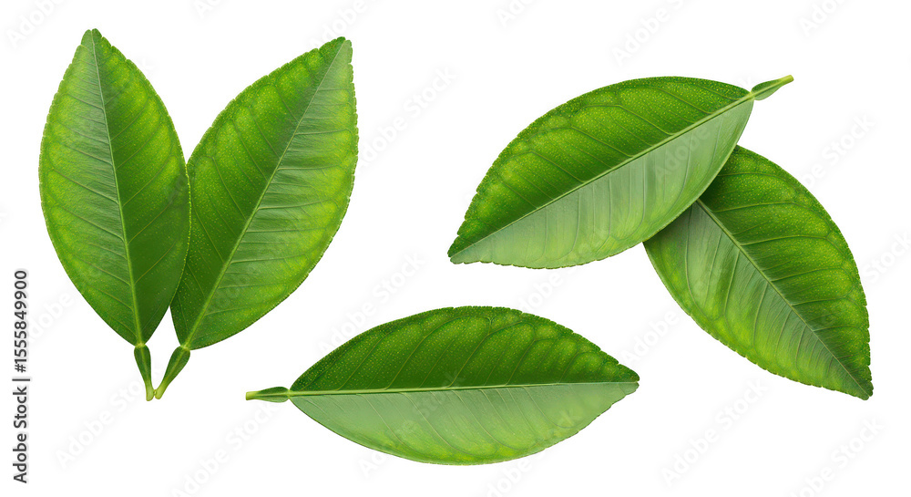 Fototapeta premium Fresh Green Citrus Leaves On Black