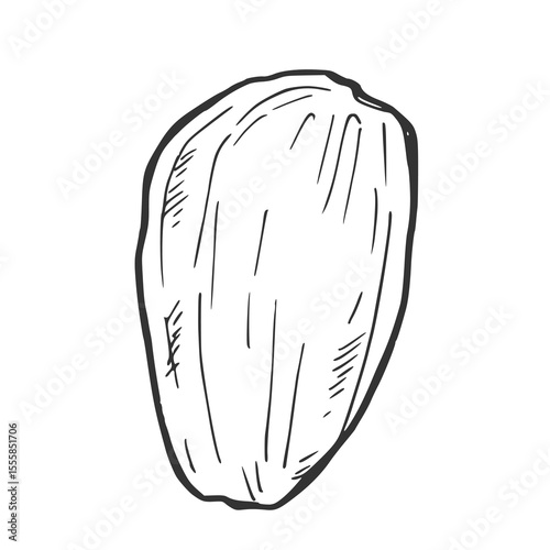 Pistachio shell vector hand drawn sketch