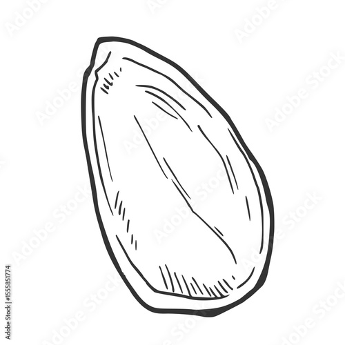 Pistachio shell vector hand drawn sketch