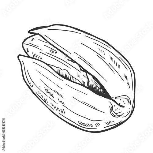 Hand drawn Pistachio Nuts Sketch Illustration