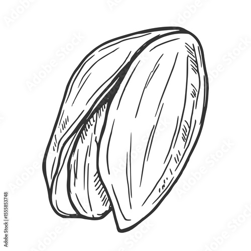Hand drawn Pistachio Nuts Sketch Illustration