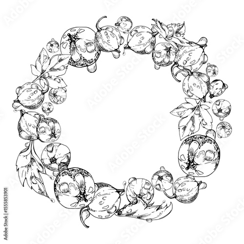 Currant gooseberry with leaves in water dew drops, ripe garden berry juneberry casseille jostaberry hand drawn in vector ink. Isolated wreath frame crown. Organic food drink, fresh eco grocery store