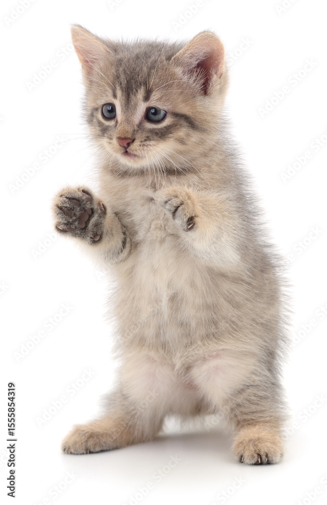 Kitten on white background. Kitten on white background.