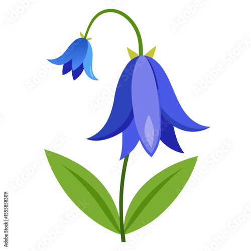 white background on flower Bluebell