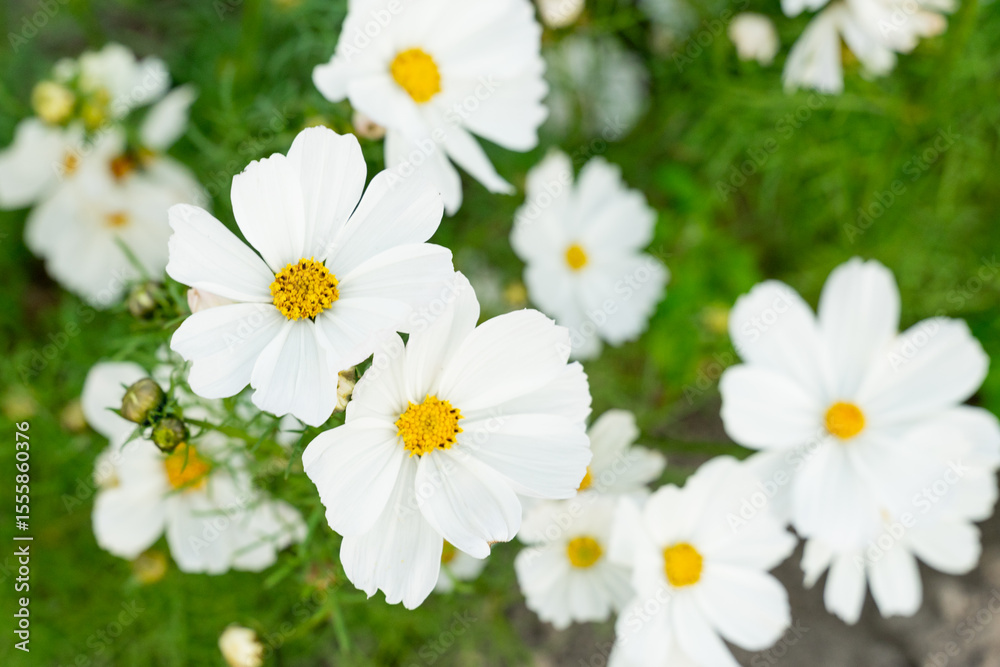 Obraz premium A breathtaking view of a vast cosmos flower field in full bloom, with pink, white, and magenta petals dancing under the sunlight. The vibrant meadow stretches into the horizon, creating a dreamy