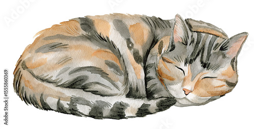 Obraz na plátně Watercolor sleeping cat on transparent background.