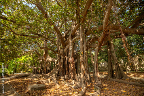 Photography Large twisted roots of a Moreton Bay fig tree (banyan tree) (Ficus macrophylla)