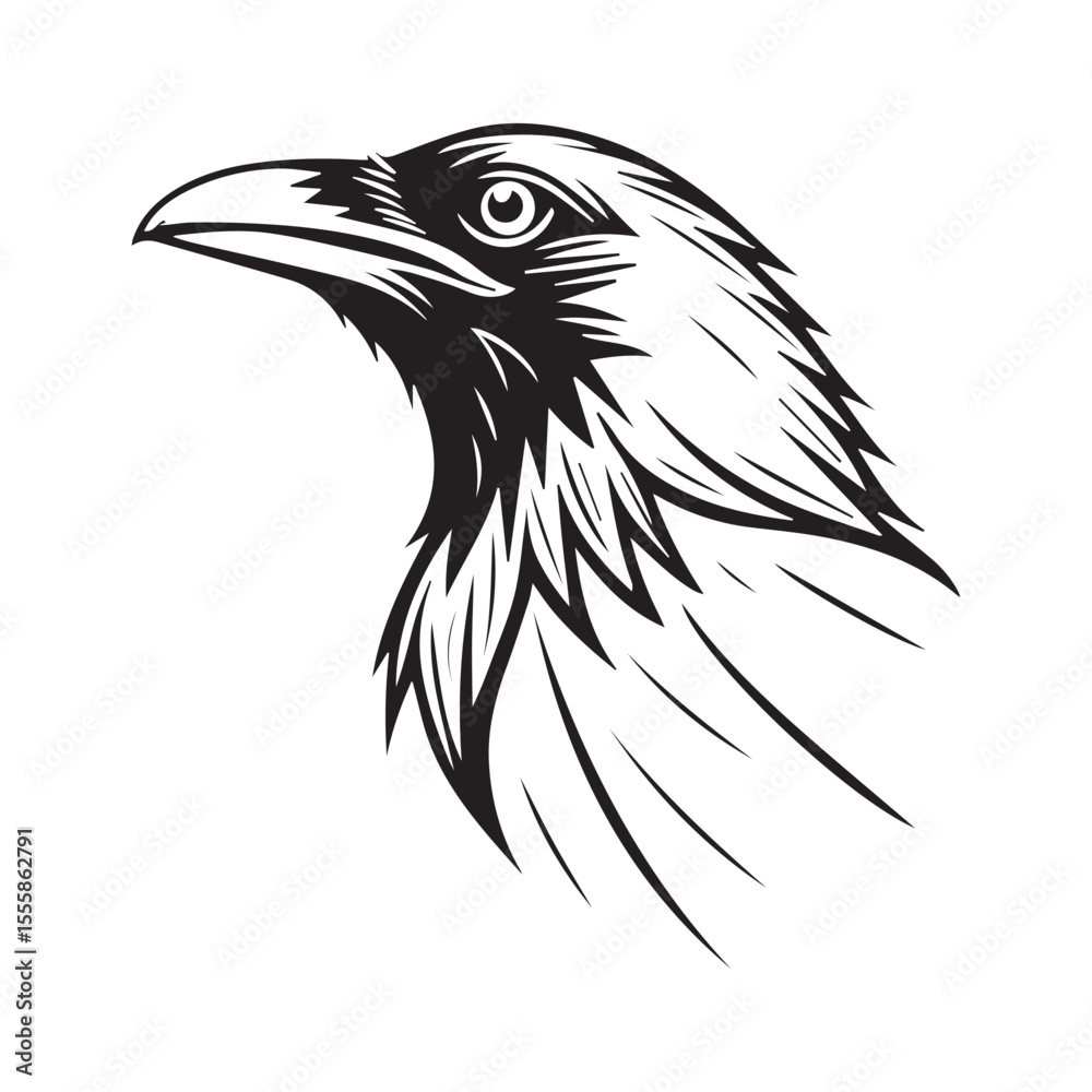 Obraz premium Common blackbird vector art illustration