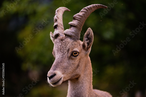 Alpine ibex (Capra ibex) 