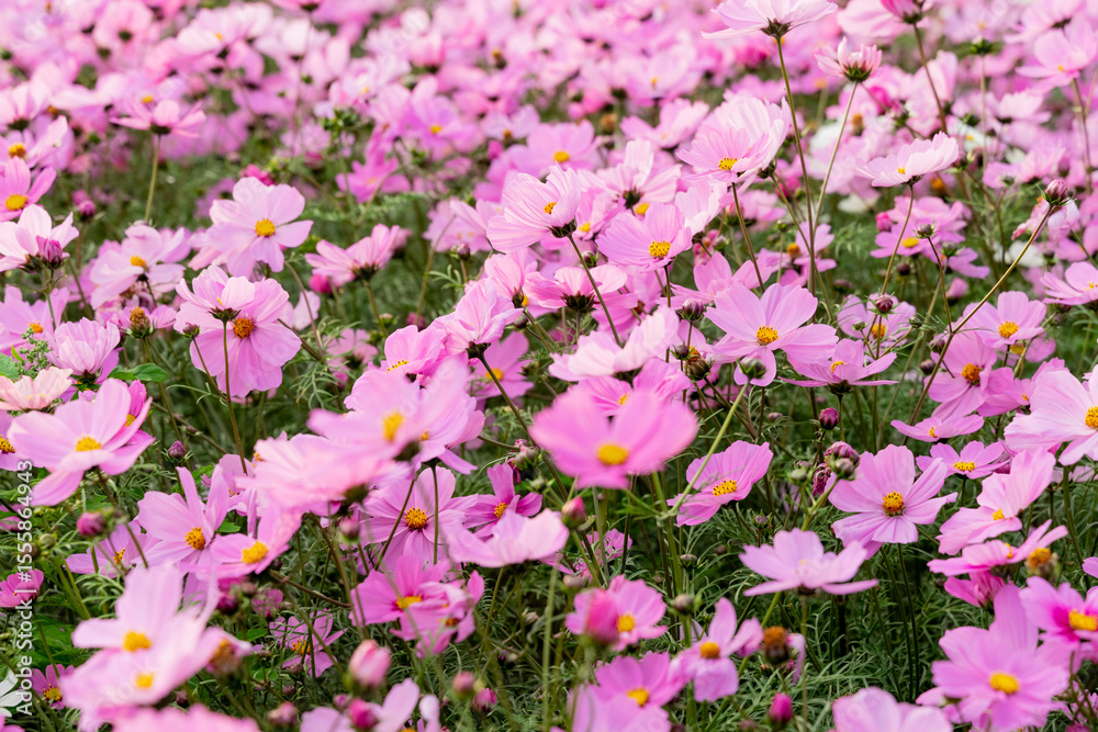 Obraz premium A vast field of blooming cosmos flowers sways gently in the breeze under the warm sunlight. The vibrant pink, white, and magenta petals create a dreamy, colorful landscape that stretches into the hori