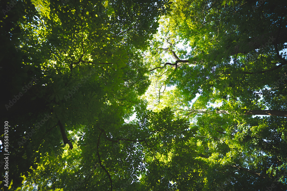 Fototapeta premium Natuir im Sommer
