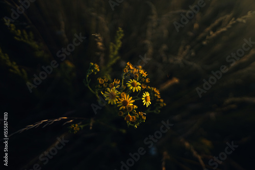 Natur im Sommer
