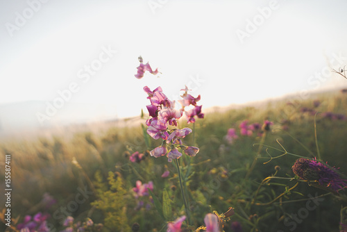 Natur im Sommer
