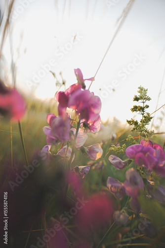 Natur im Sommer