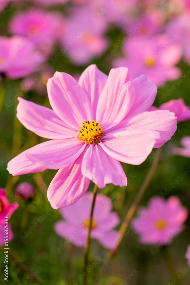 Obraz premium A breathtaking view of a vast cosmos flower field in full bloom, with pink, white, and magenta petals dancing under the sunlight. The vibrant meadow stretches into the horizon, creating a dreamy