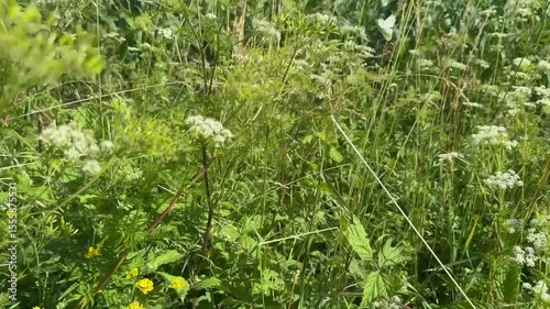 green grass in the wind
