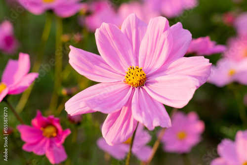A breathtaking view of a vast cosmos flower field in full bloom, with pink, white, and magenta petals dancing under the sunlight. The vibrant meadow stretches into the horizon, creating a dreamy