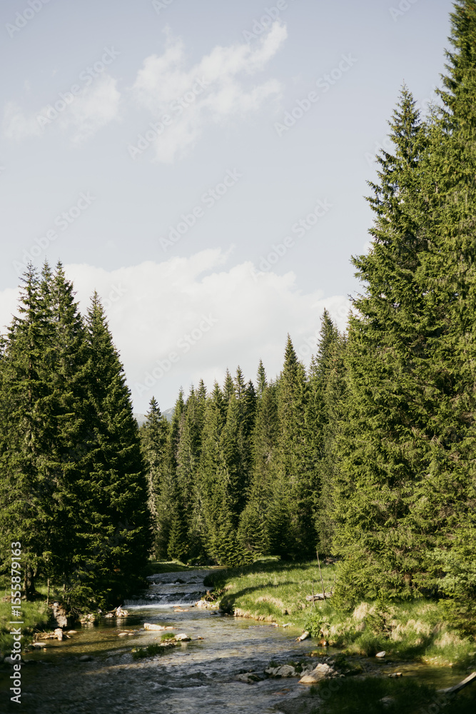 Obraz premium The Carpathian Mountains in Romania are a majestic mountain range, rich in wildlife, forests, and breathtaking landscapes.