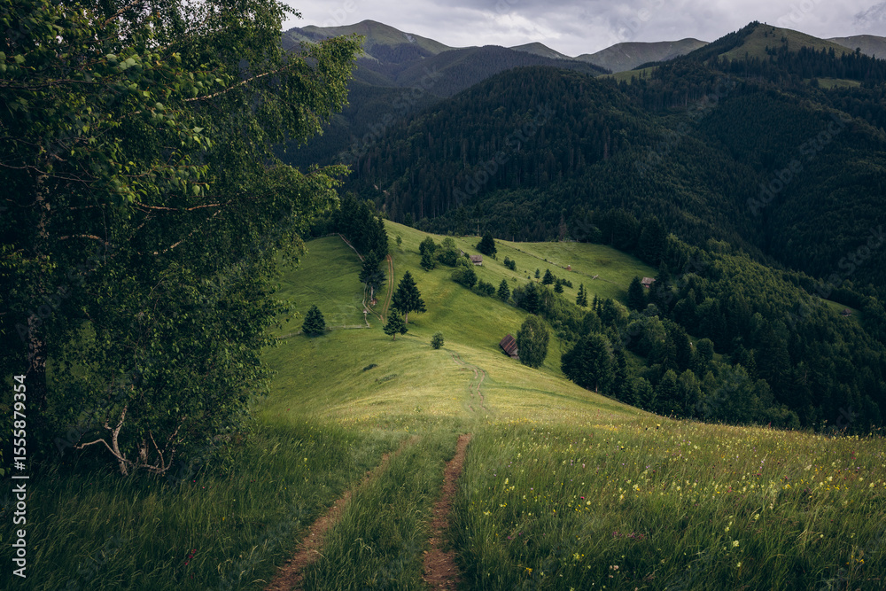 Obraz premium The Carpathian Mountains in Romania are a majestic mountain range, rich in wildlife, forests, and breathtaking landscapes.