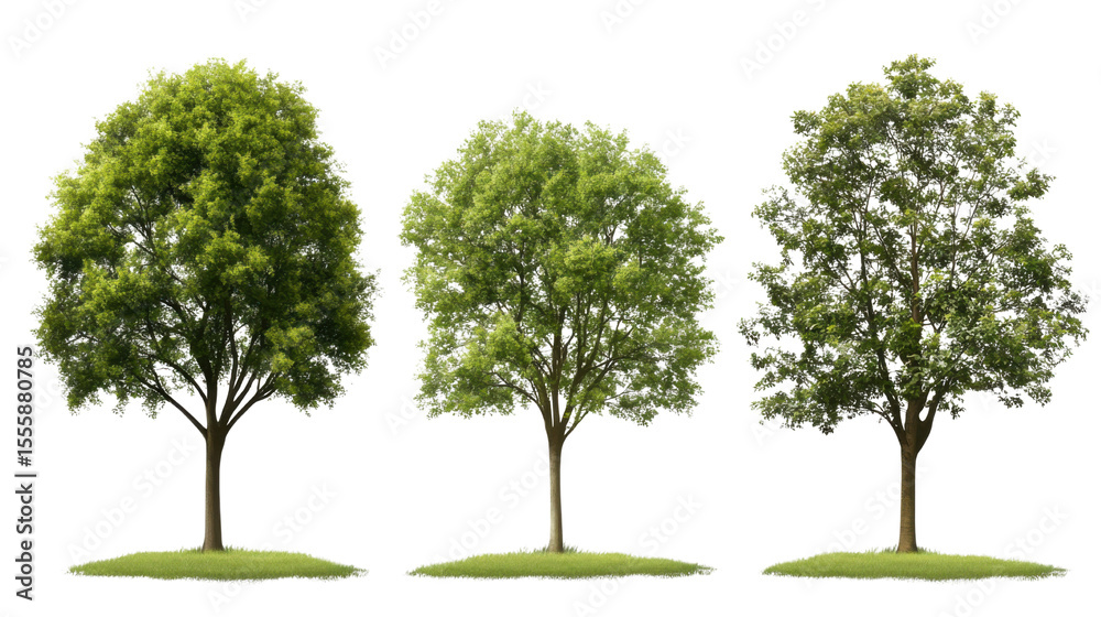 custom made wallpaper toronto digitalSet of slim trees with tall narrow trunks and minimal foliage perfect for landscape design and natural vertical accents isolated on white background
