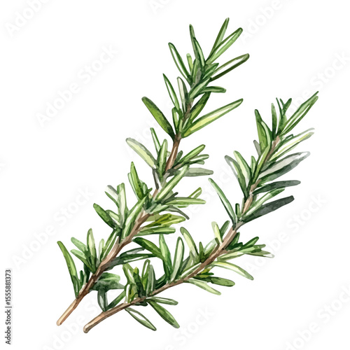 A Rosemary Plant, watercolor drawing vector, isolated on a white background.