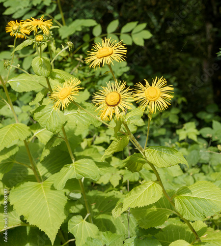 Giant fleabane (Inula magnifica). Upright green to purplish hairy tall branched stems with ovate broad greenish leaves and many golden yellow flower heads of narrow ray florets
