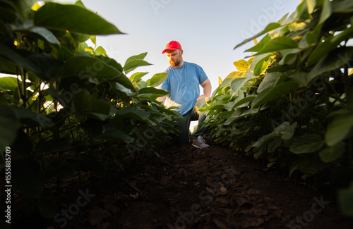 Young farmer in soybean fields