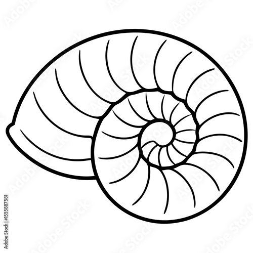 nautilus shell vector illustration