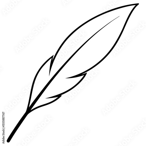 feather on white background