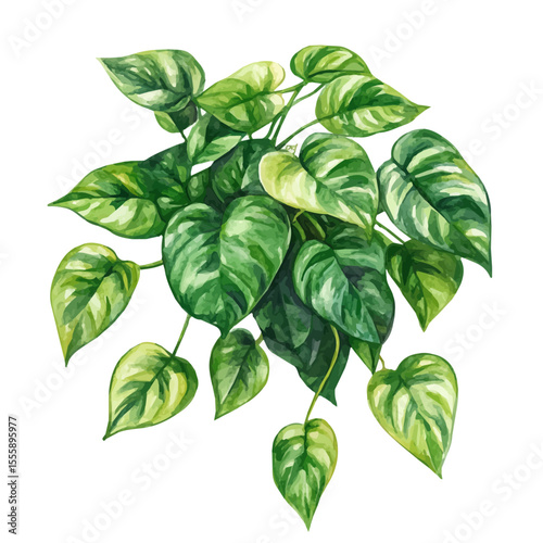 A Pothos Plant, watercolor vector, isolated on a white background.