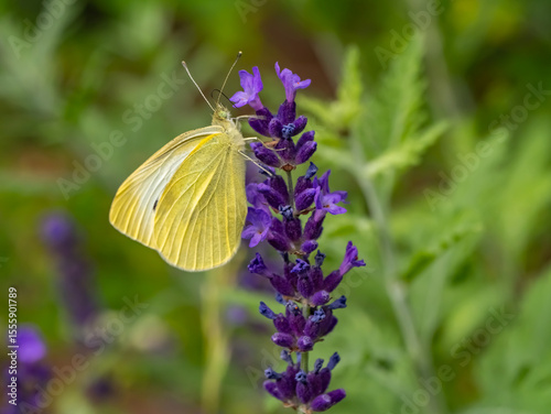 Photography Close-up of a cabbage white butterfly (Pieris rapae) feeding on a purple flower, likely lavender or salvia