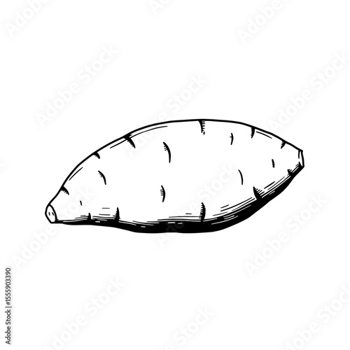 Sweet Potato Illustration: A black and white illustration showcases a single, freshly harvested sweet potato, presented in a simple, artistic style. 