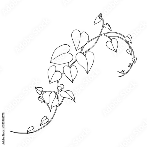 Elegant Botanical Line Art: A graceful line art illustration of delicate heart-shaped leaves cascading along a swirling vine, an ode to the simple beauty of nature.