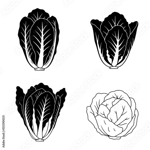 Chinese Cabbage Variations: Four distinct illustrations showcasing the diverse forms of Chinese cabbage, offering a versatile visual resource for culinary and agricultural contexts.