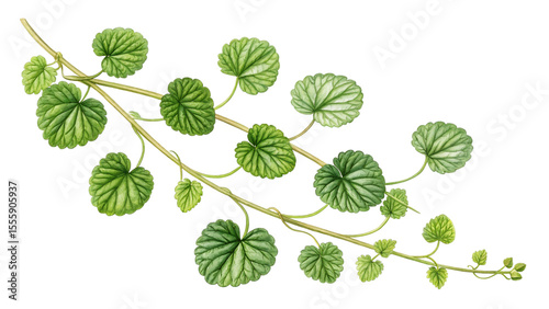 Watercolor Illustration of Creeping Charlie Plant with Round Green Leaves and Delicate Vines on a Black Background