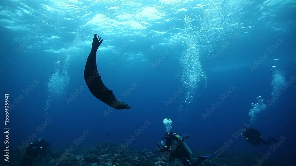 In the Galapagos Islands, a playful sea lion swims near the surface, while scuba divers explore the depths below, their bubbles rising towards the bright sunlight filtering through the water.