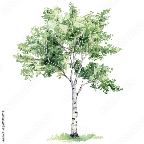 A Paper Birch Tree, watercolor vector, isolated on a white background.