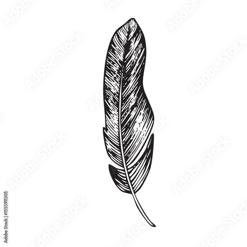 Vector illustration of a bird feather. Symbol, logo. Vector graphics of white background. Design element for greeting cards and tattoo, birthday and other holiday and invitation cards background.