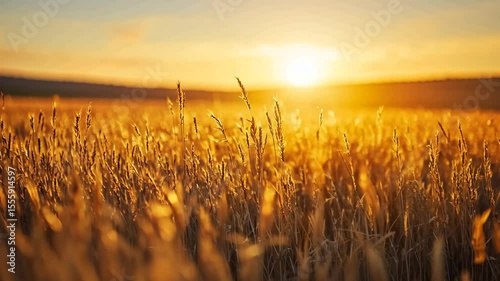 Golden sunset over a field of wheat