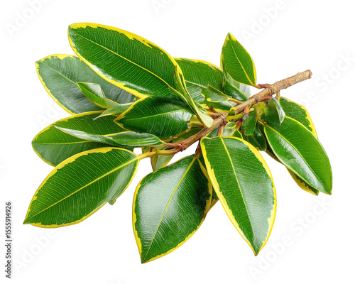 Variegated green and yellow rubber plant leaves on branch isolated on transparency background, showing glossy texture and detailed veins in natural arrangement