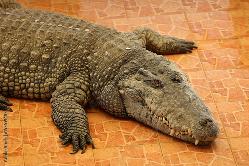 crocodile in the zoo