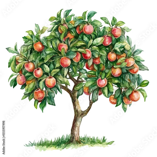 A Nectarine Tree, watercolor clipart vector, isolated on a white background.