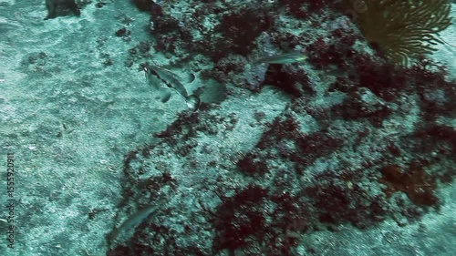 An underwater view off the Galapagos Islands reveals a Galapagos bullhead shark and a fish swimming above the sandy ocean floor near a volcanic reef ecosystem.