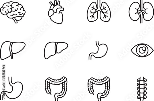 Human Anatomy Illustrations Detailed Line Drawings of Major Organs